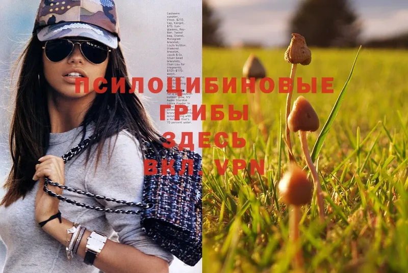 Псилоцибиновые грибы Psilocybine cubensis  гидра рабочий сайт  Карачев 